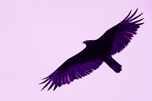 Soaring Turkey Vulture Flying Among Sky (Purple Shade Photo)