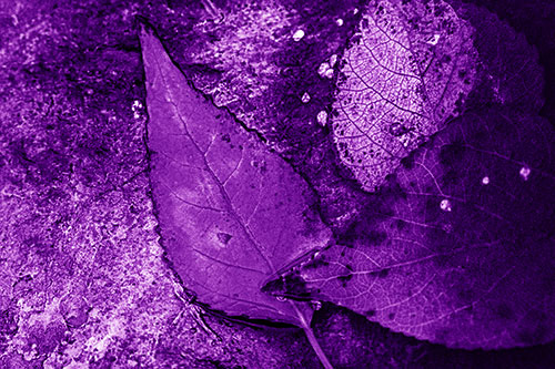 Soggy Cannibal Leaf Face Chewing Another Leaf (Purple Shade)