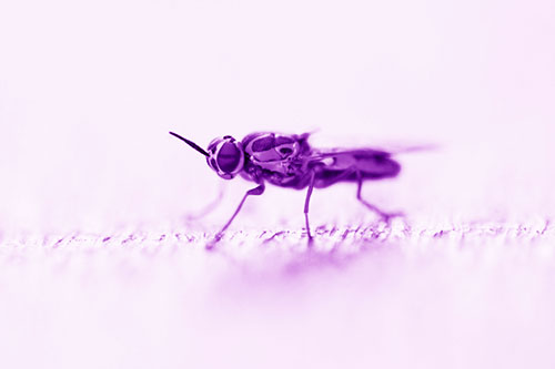 Soldier Fly Standing Still Among Light (Purple Shade)