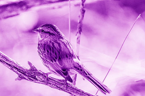 Song Sparrow Overlooking Water Pond (Purple Shade Photo)