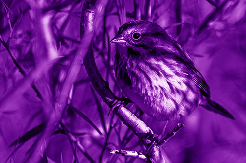 Song Sparrow Perched Along Curvy Tree Branch (Purple Shade Photo)