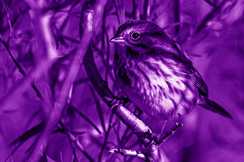Song Sparrow Perched Along Curvy Tree Branch (Purple Shade)