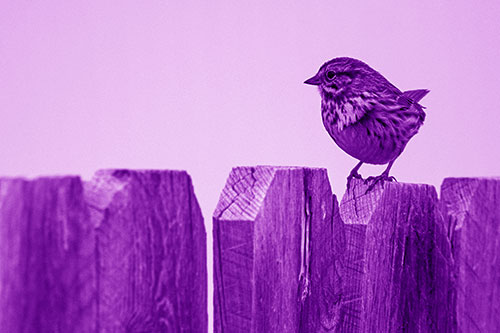 Song Sparrow Standing Atop Wooden Fence (Purple Shade Photo)