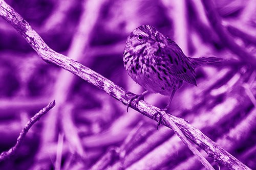Song Sparrow Surfing Broken Tree Branch (Purple Shade Photo)