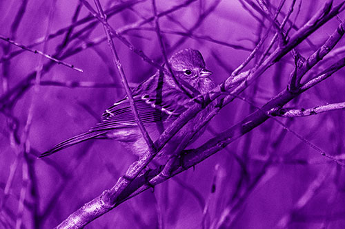 Song Sparrow Watches Sunrise Among Tree Branches (Purple Shade Photo)