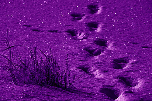 Sparkling Snow Footprints Across Frozen Lake (Purple Shade Photo)