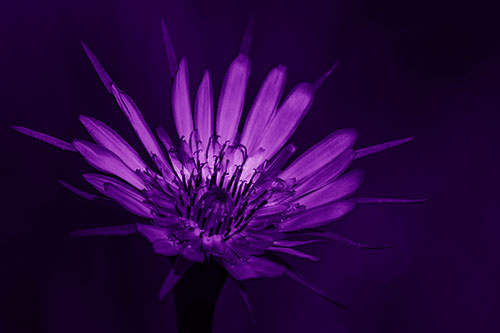 Spiky Salsify Flower Gathering Sunshine (Purple Shade Photo)