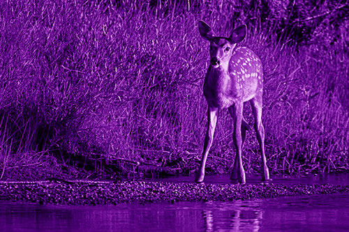 Spotted White Tailed Deer Standing Along River Shoreline (Purple Shade)