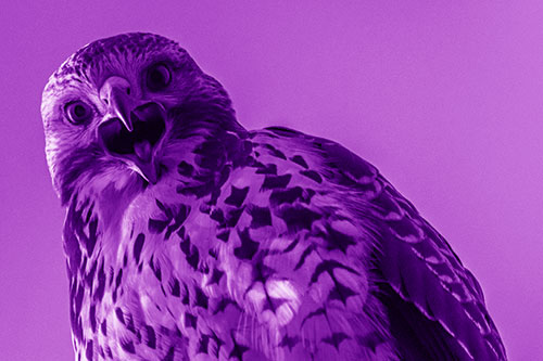 Squawking Red Tailed Hawk Makes Eye Contact (Purple Shade)