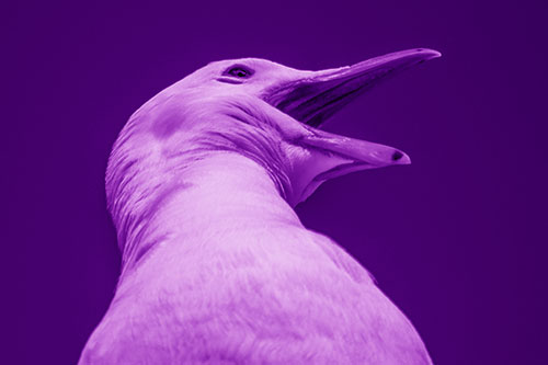 Squawking Seagull Calling Out To Others (Purple Shade)