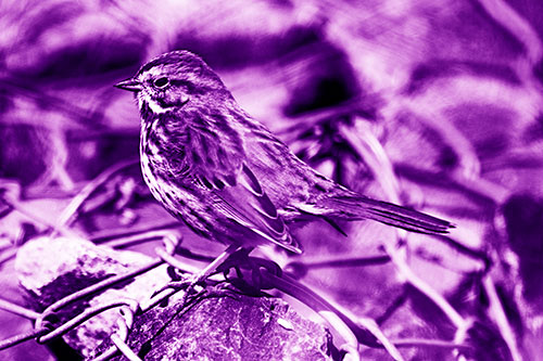 Squinting Song Sparrow Perched Atop Chain Link Fencing (Purple Shade Photo)