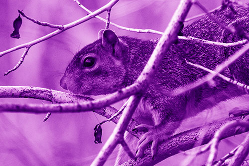 Squirrel Climbing Down From Tree Branches (Purple Shade Photo)
