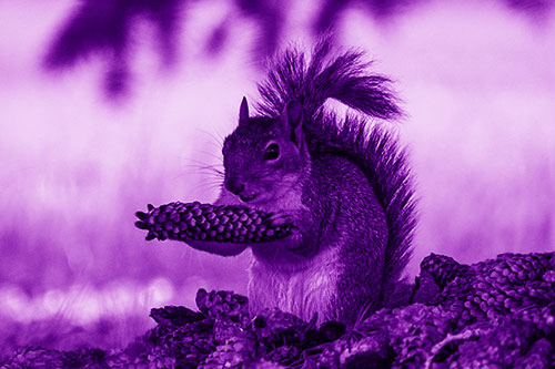 Squirrel Eating Pine Cones (Purple Shade Photo)