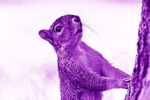 Squirrel Glances Up Tree Trunk (Purple Shade Photo)