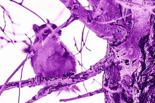 Squirrel Grabbing Chest Atop Two Tree Branches (Purple Shade Photo)