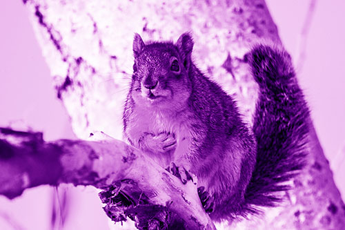 Squirrel Grasping Chest Atop Thick Tree Branch (Purple Shade Photo)
