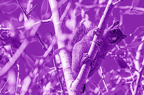Squirrel Gripping Ahold Of Tree Branch (Purple Shade)