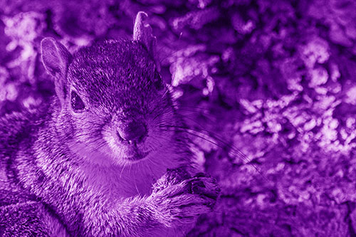 Squirrel Holding Food Atop Tree Branch (Purple Shade Photo)