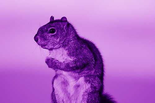 Squirrel Holding Food Tightly Amongst Chest (Purple Shade Photo)