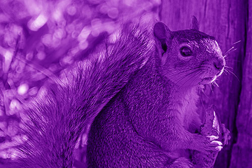 Squirrel Holding Watermelon Slice Glancing Sideways (Purple Shade)