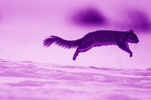 Squirrel Leap Flying Across Snow (Purple Shade Photo)