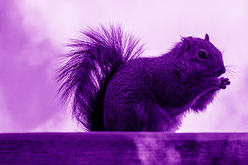 Squirrel Nibbles Breakfast Atop Concrete Skatepark (Purple Shade)