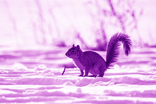 Squirrel Observing Snowy Terrain (Purple Shade Photo)