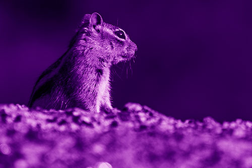 Squirrel Piques Distant Interest (Purple Shade Photo)