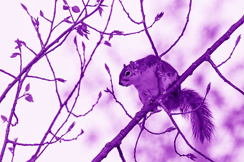 Squirrel Sits Among Sprouting Tree Branches (Purple Shade)