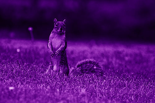 Squirrel Standing Atop Fresh Cut Grass On Hind Legs (Purple Shade Photo)
