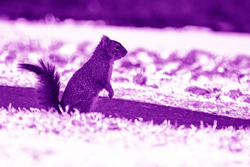 Squirrel Standing Upwards On Hind Legs (Purple Shade Photo)