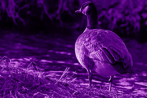 Standing Canadian Goose Looking Sideways Towards Sunlight (Purple Shade Photo)
