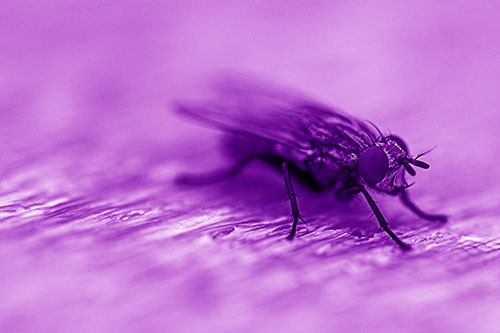 Standing Cluster Fly Resting Atop Wood (Purple Shade)