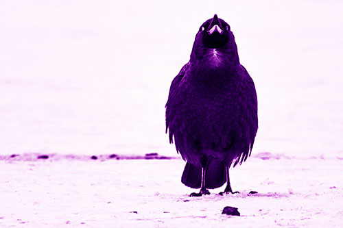 Standing Crow Cawing Loudly (Purple Shade Photo)