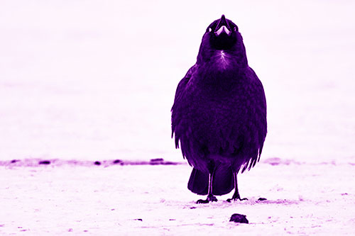 Standing Crow Cawing Loudly (Purple Shade)