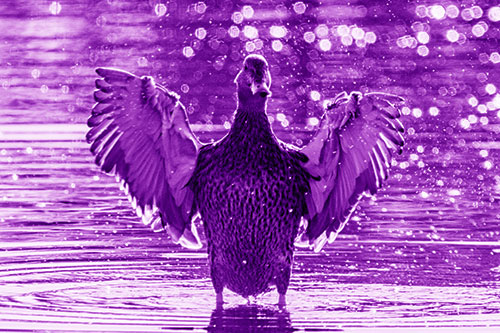 Standing Mallard Duck Flapping Wings Among Shore (Purple Shade)