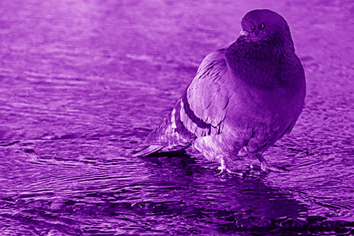 Standing Pigeon Gandering Atop River Water (Purple Shade)