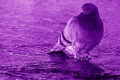 Standing Pigeon Gandering Atop River Water (Purple Shade Photo)