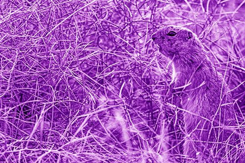 Standing Prairie Dog Snarls Towards Intruders (Purple Shade Photo)