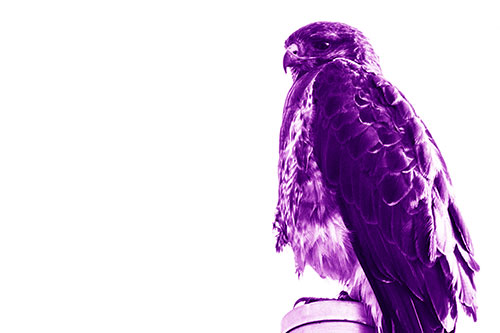 Standing Rough Legged Hawk Keeping Watch (Purple Shade Photo)