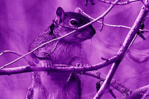 Standing Squirrel Peeking Over Tree Branch (Purple Shade Photo)