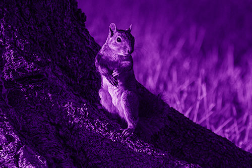 Standing Squirrel Poses Among Sloping Tree Stump (Purple Shade)