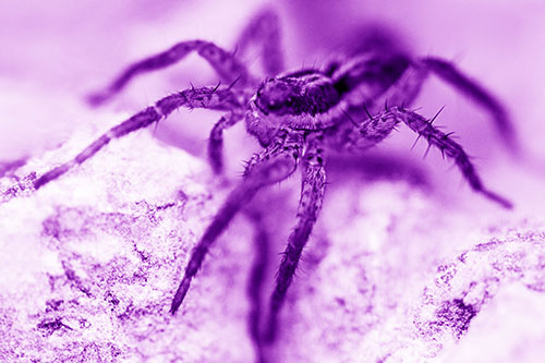 Standing Wolf Spider Guarding Rock Top (Purple Shade Photo)