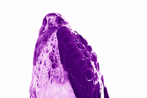 Startled Looking Rough Legged Hawk (Purple Shade Photo)