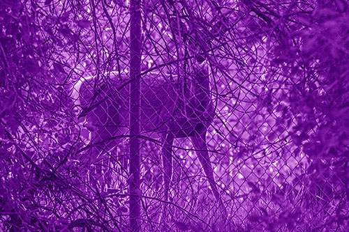 Startled White Tailed Deer Freezes Behind Chain Link Fence (Purple Shade)