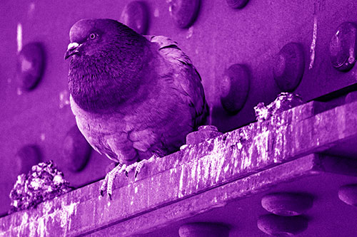 Steel Beam Perched Pigeon Keeping Watch (Purple Shade Photo)