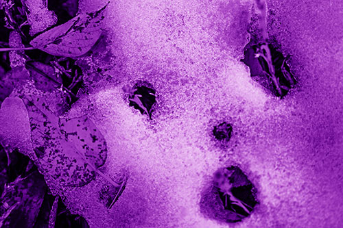 Stem Shocked Snow Face Among Fallen Leaves (Purple Shade)