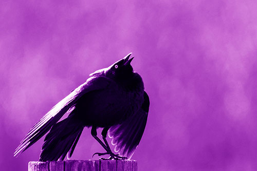 Stomping Grackle Croaking Atop Wooden Fence Post (Purple Shade Photo)