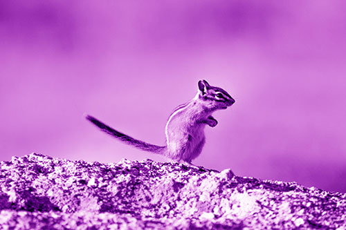 Straight Tailed Standing Chipmunk Clenching Paws (Purple Shade Photo)
