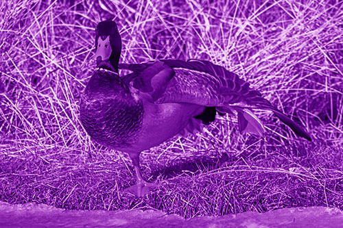 Stretching Mallard Duck Along Icy River Shoreline (Purple Shade Photo)